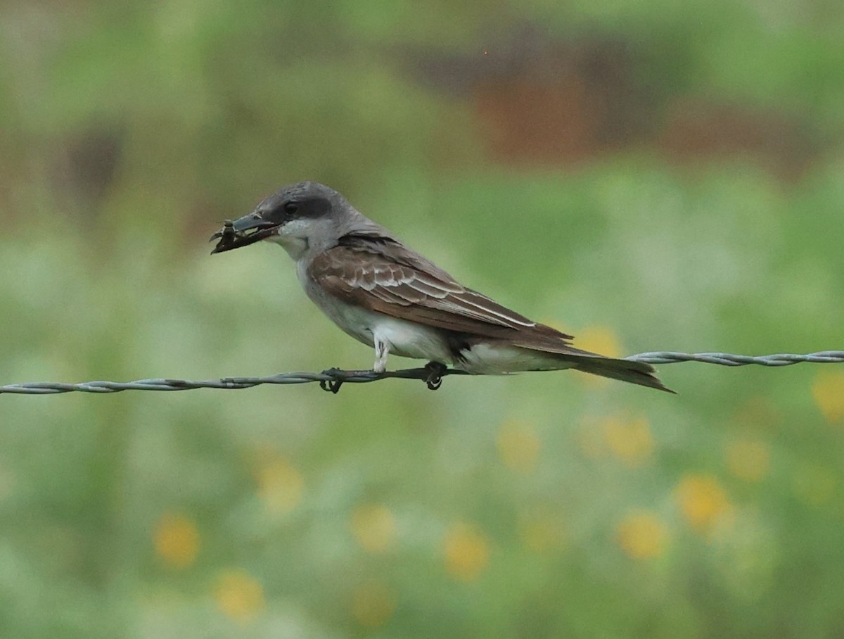 Gray Kingbird - ML659264748