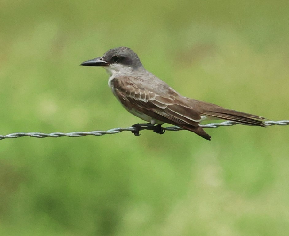 Gray Kingbird - ML659264749