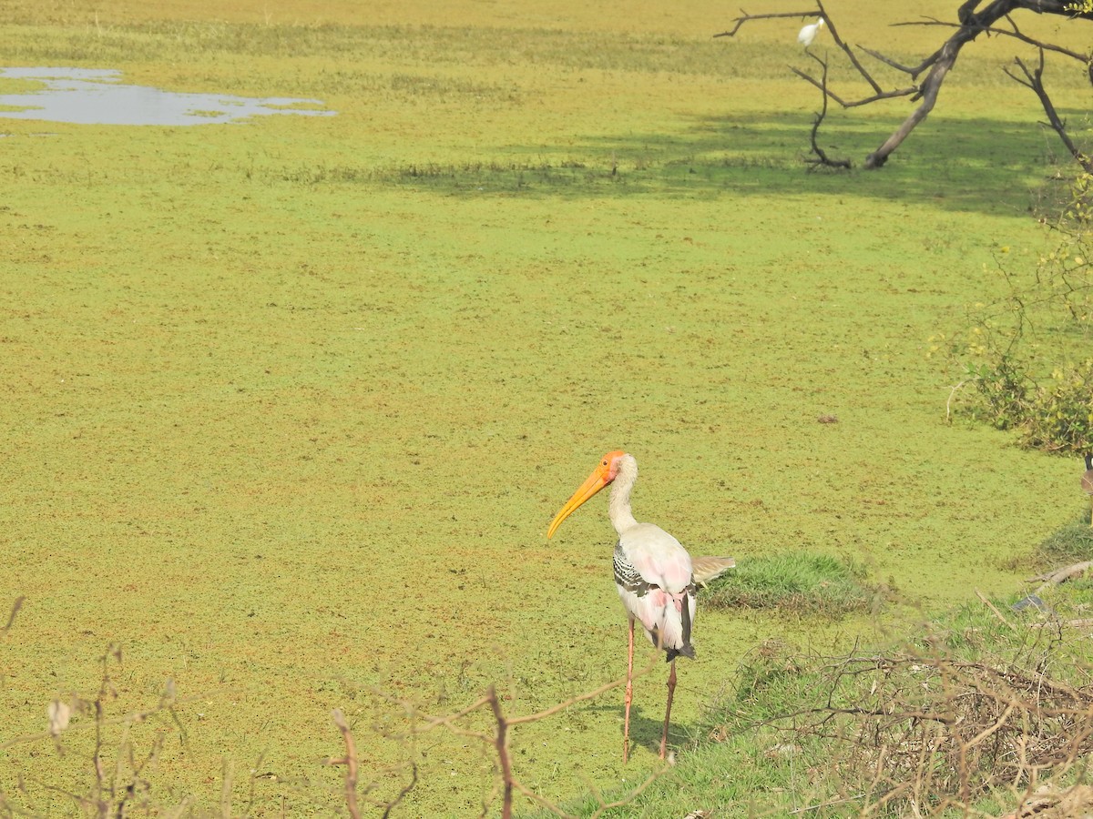 Painted Stork - ML659264758
