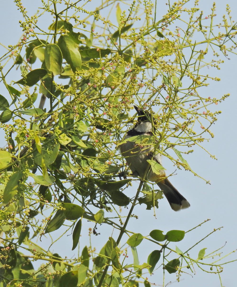 White-eared Bulbul - ML659264851