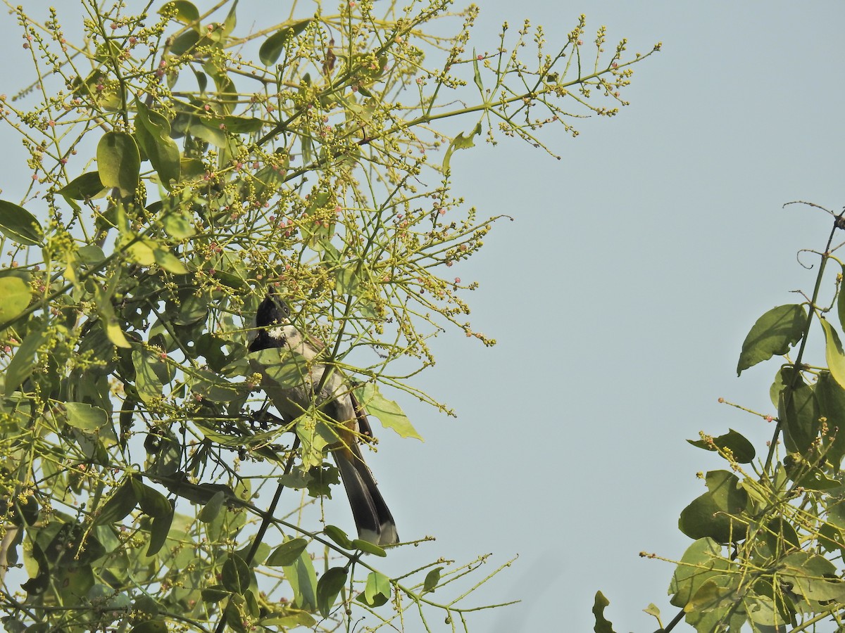 White-eared Bulbul - ML659264857