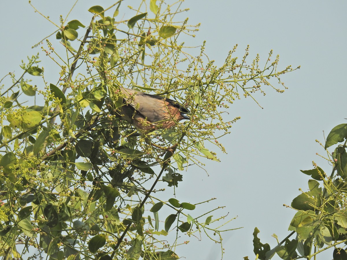Brahminy Starling - ML659264874