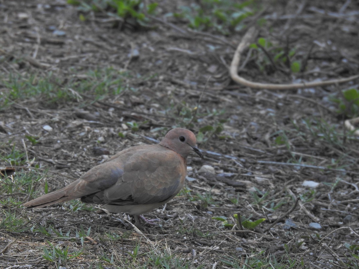 Laughing Dove - ML659264899