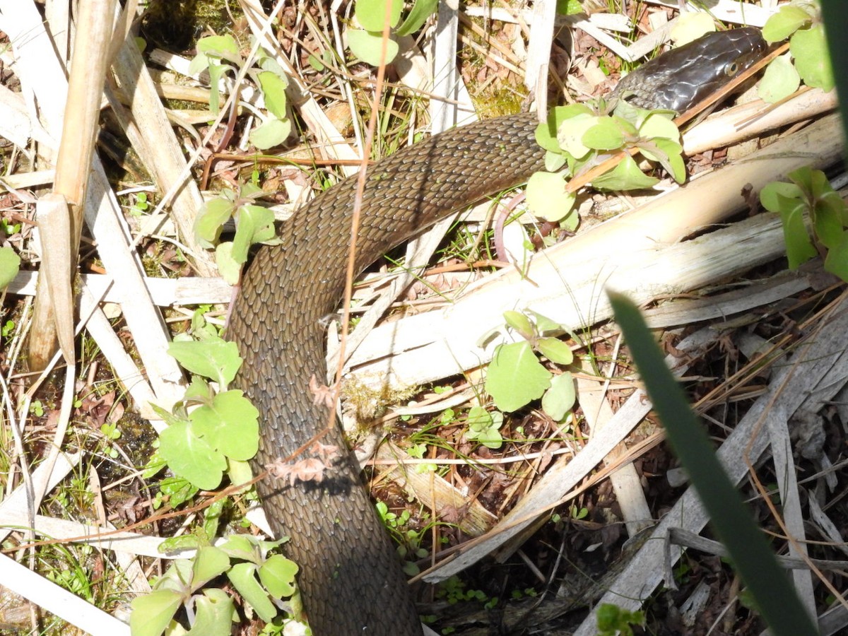 Common Watersnake - ML659264900