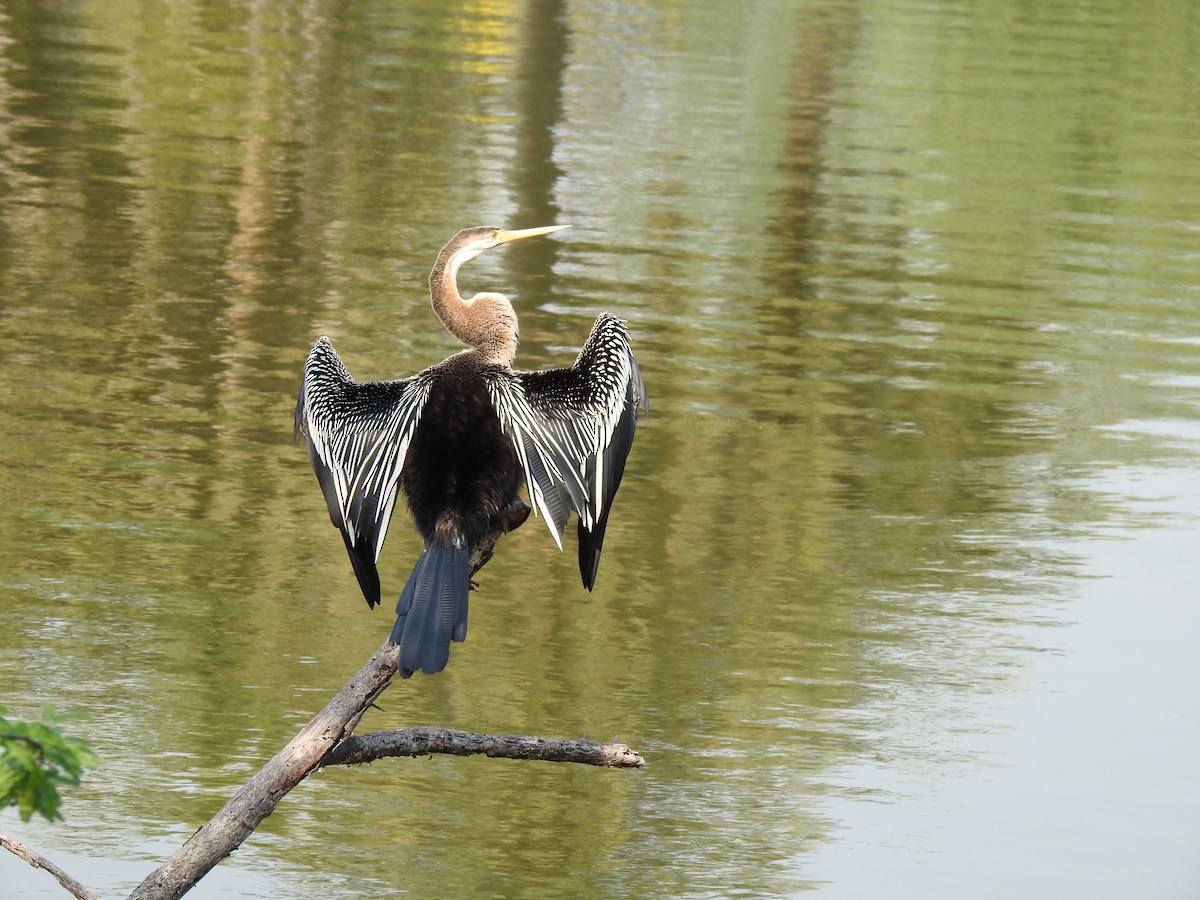 Oriental Darter - ML659264931