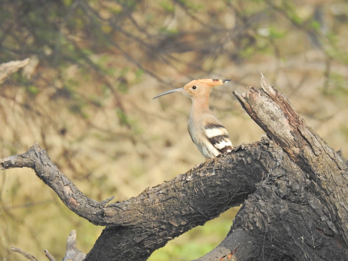 Common Hoopoe - ML659265045
