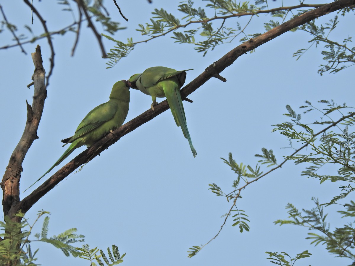Rose-ringed Parakeet - ML659265063