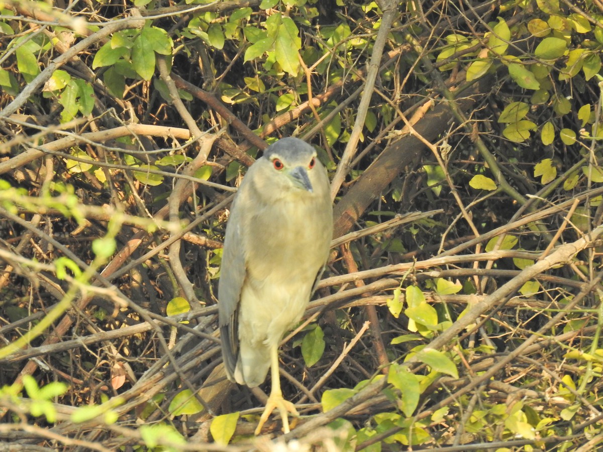 Black-crowned Night Heron - ML659265104
