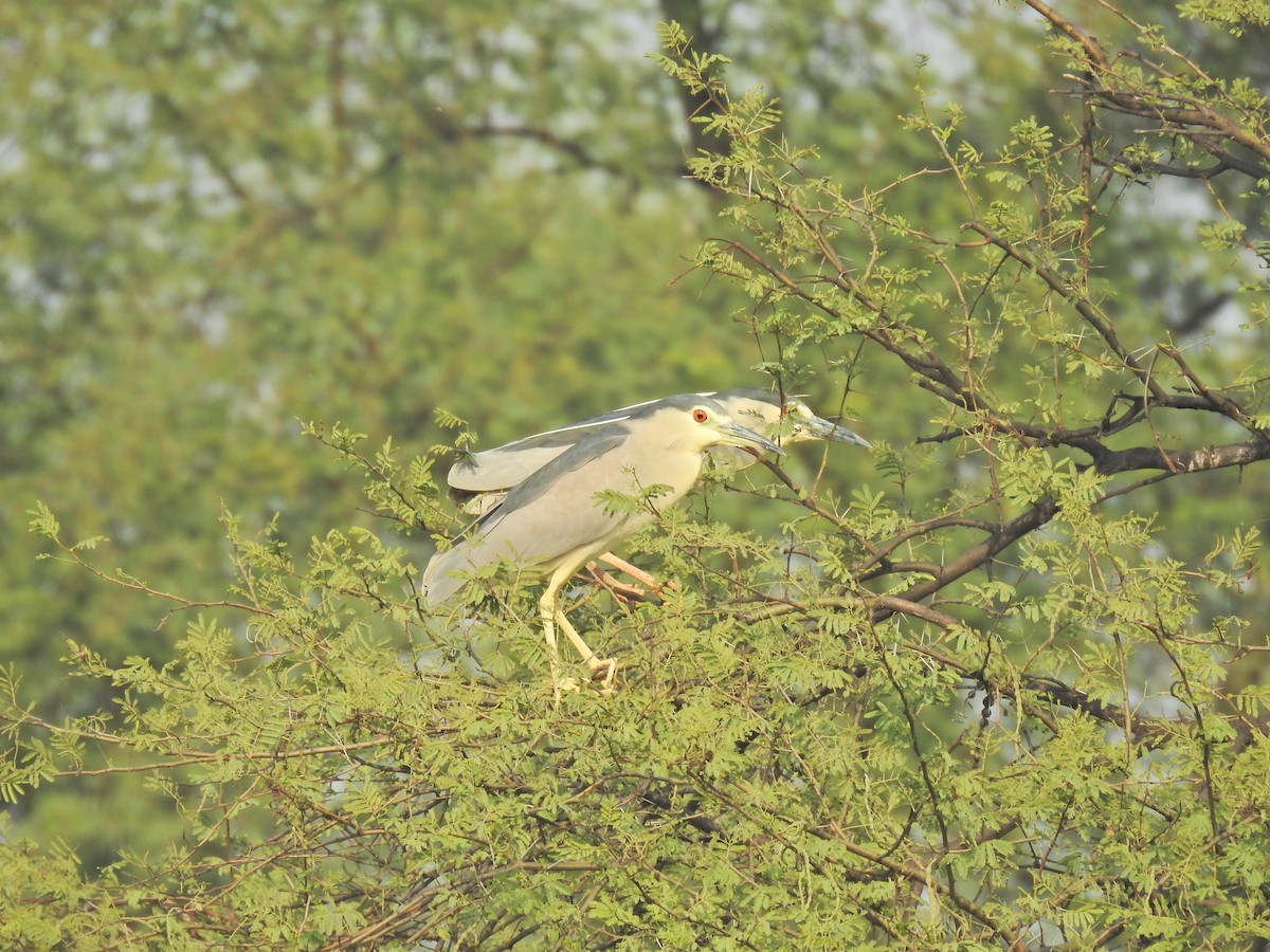 Black-crowned Night Heron - ML659265109