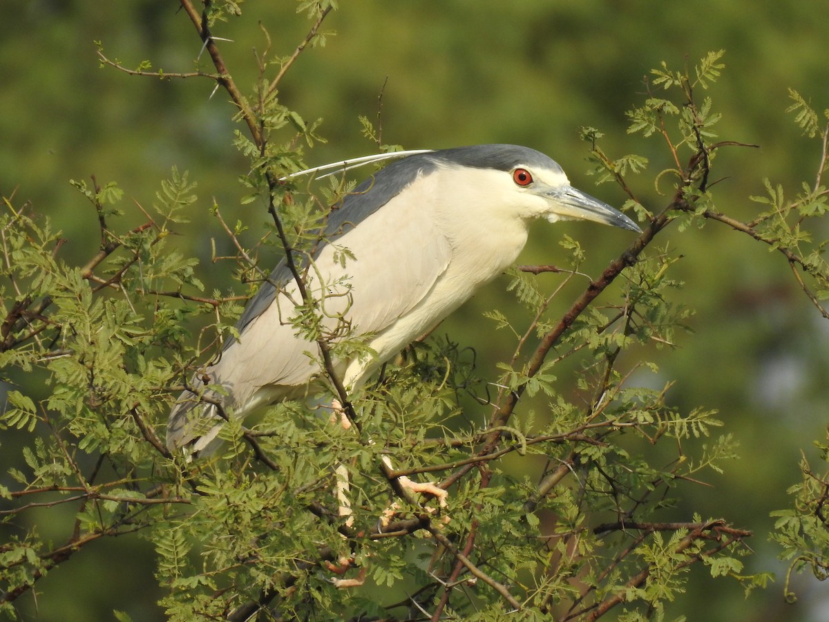 Black-crowned Night Heron - ML659265127