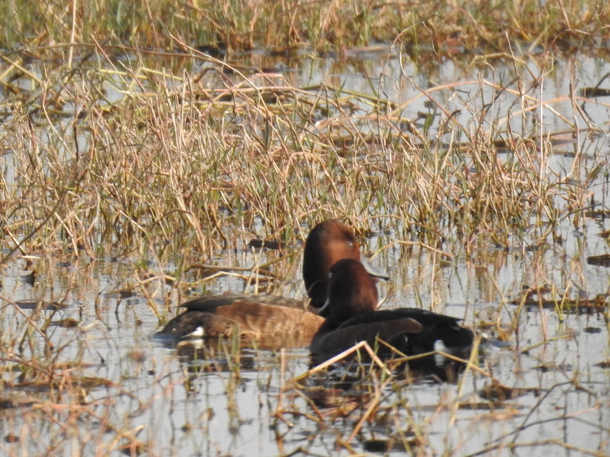 Ferruginous Duck - ML659265184