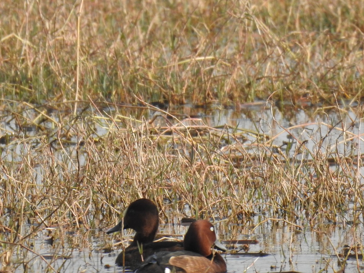 Ferruginous Duck - ML659265187