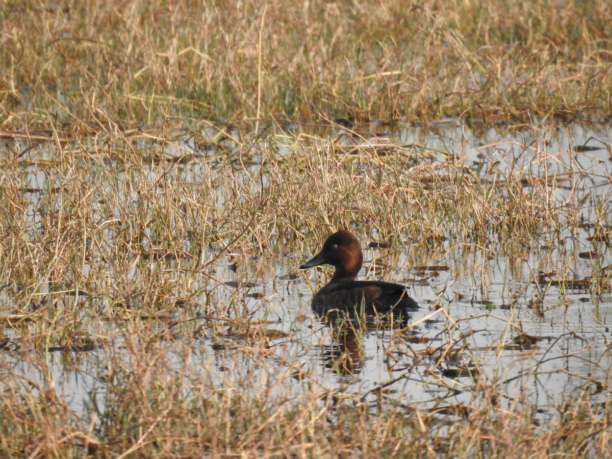 Ferruginous Duck - ML659265195