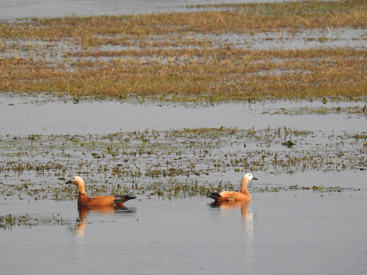 Ruddy Shelduck - ML659265219