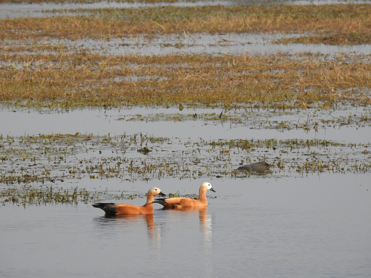 Ruddy Shelduck - ML659265226