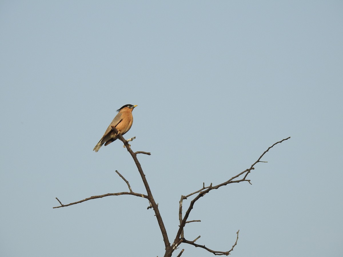 Brahminy Starling - ML659265233