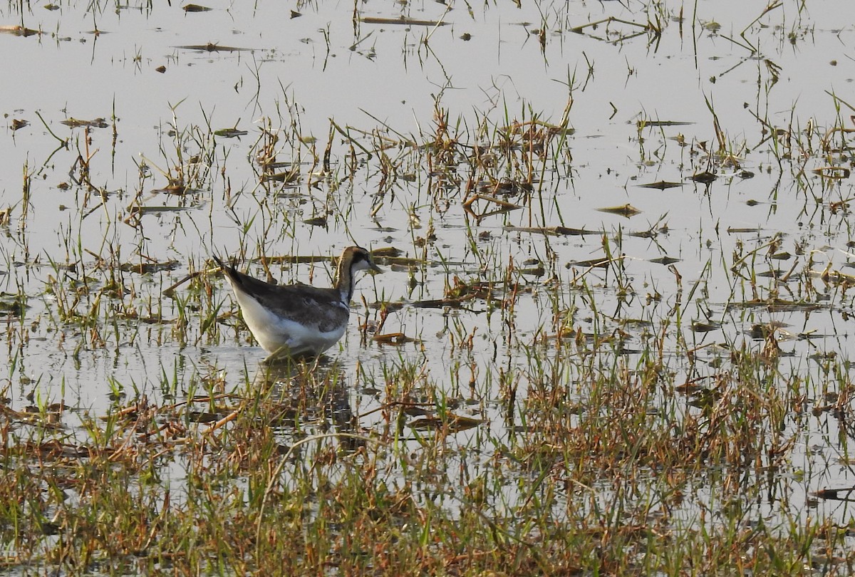 Pheasant-tailed Jacana - ML659265326