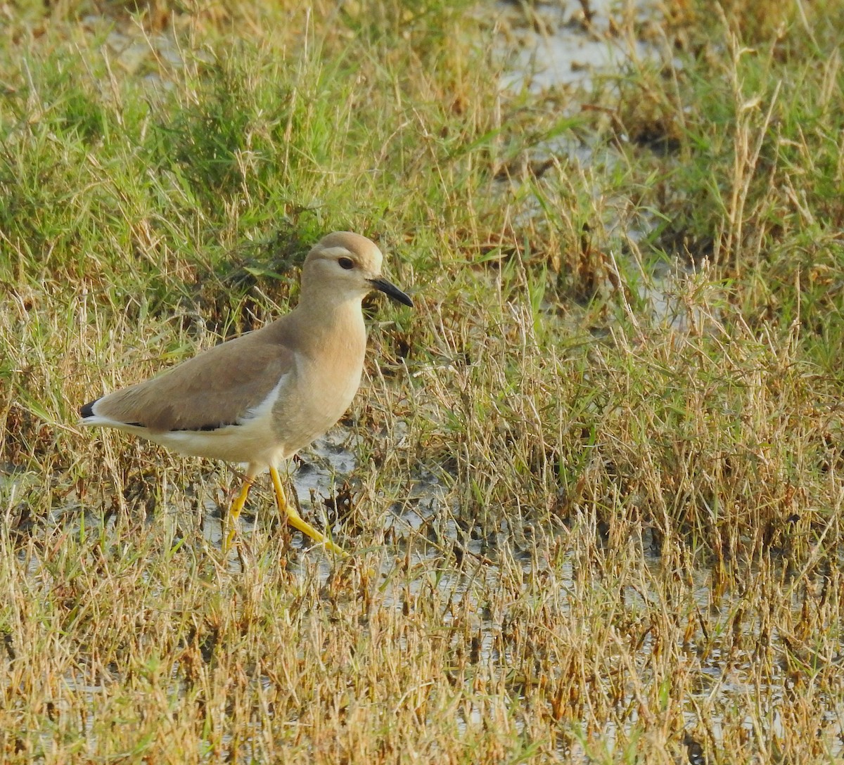 White-tailed Lapwing - ML659265486