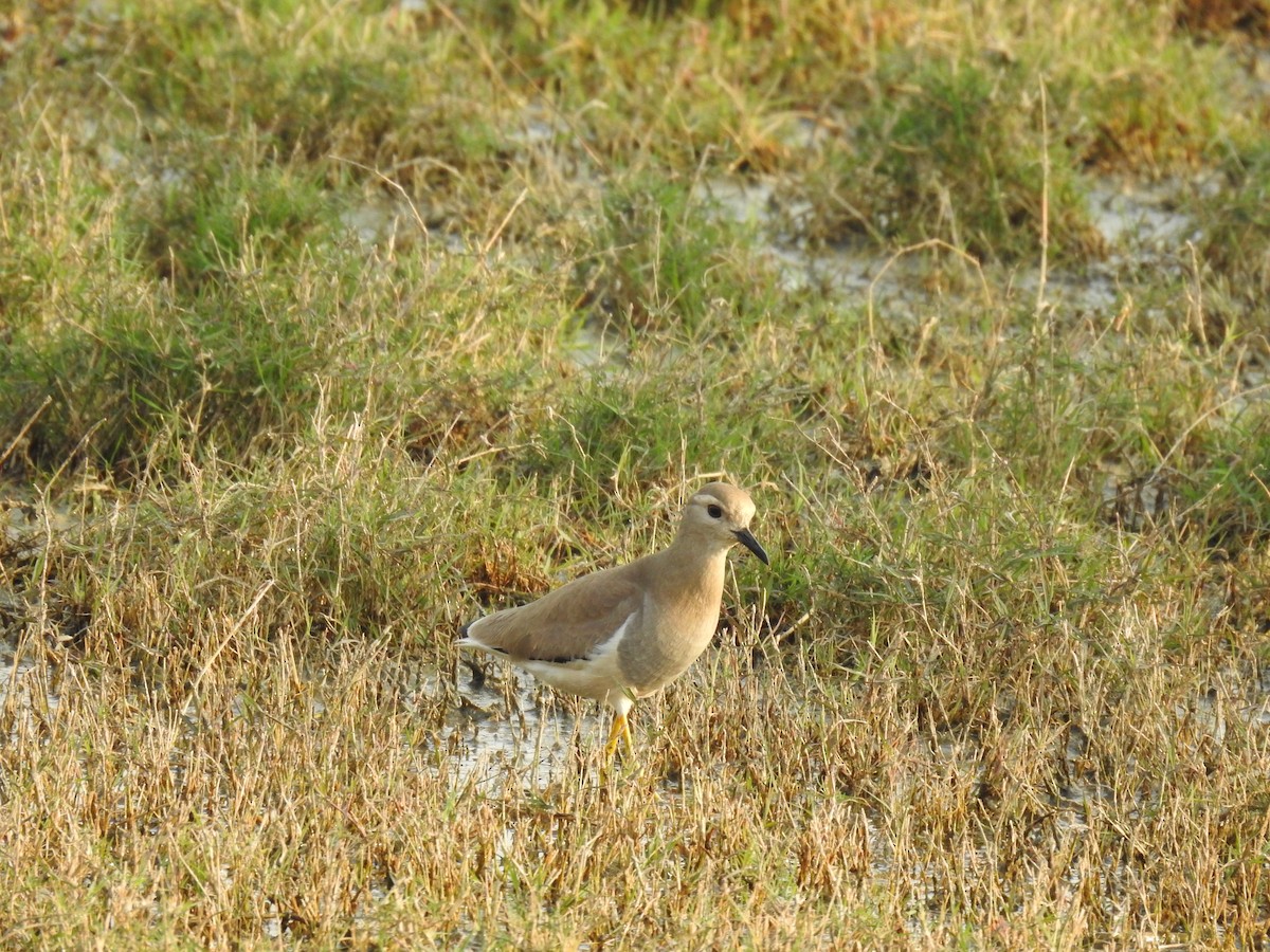 White-tailed Lapwing - ML659265503