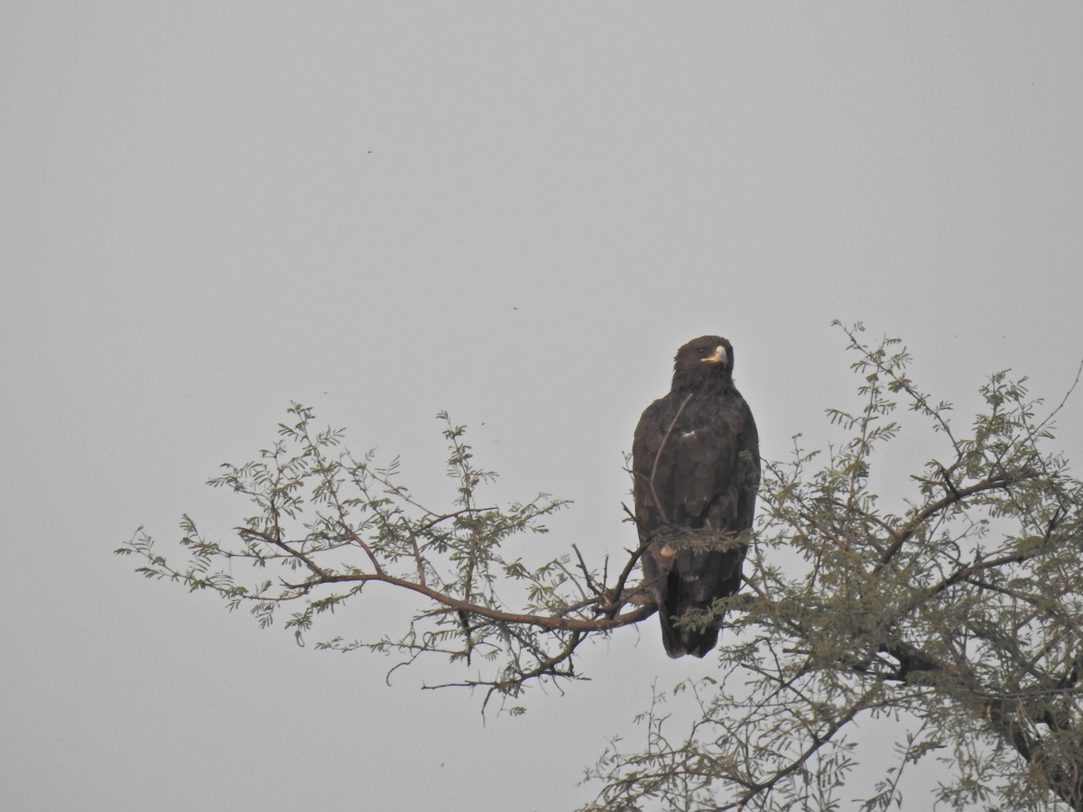 Greater Spotted Eagle - ML659265636