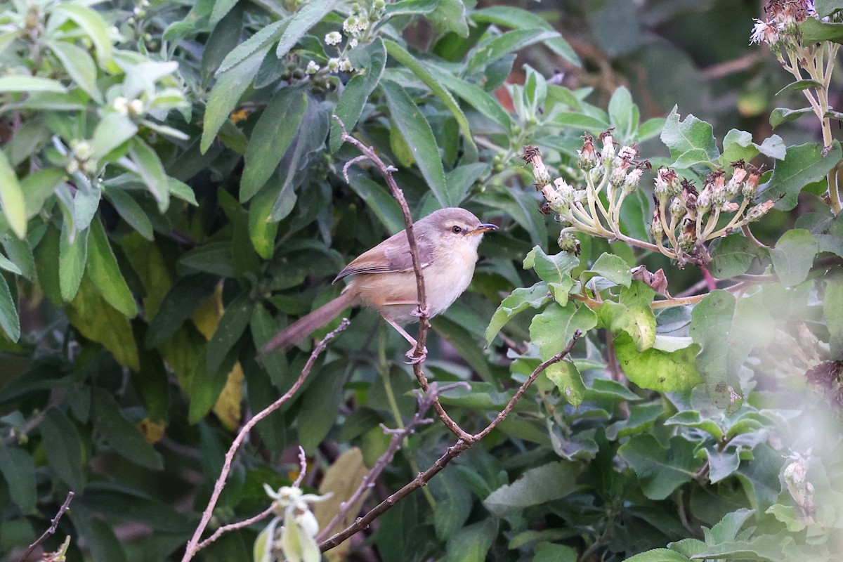 Tawny-flanked Prinia - ML659265685