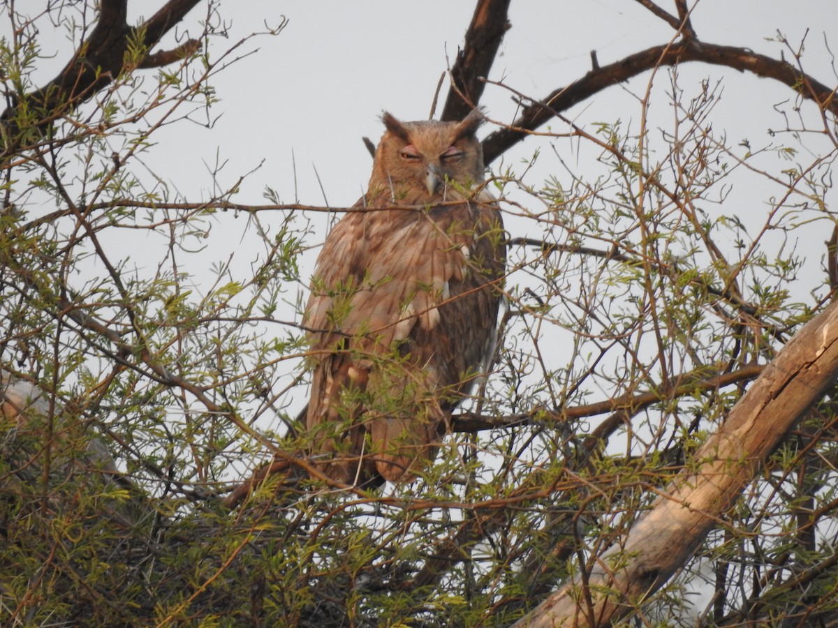 Dusky Eagle-Owl - ML659265740