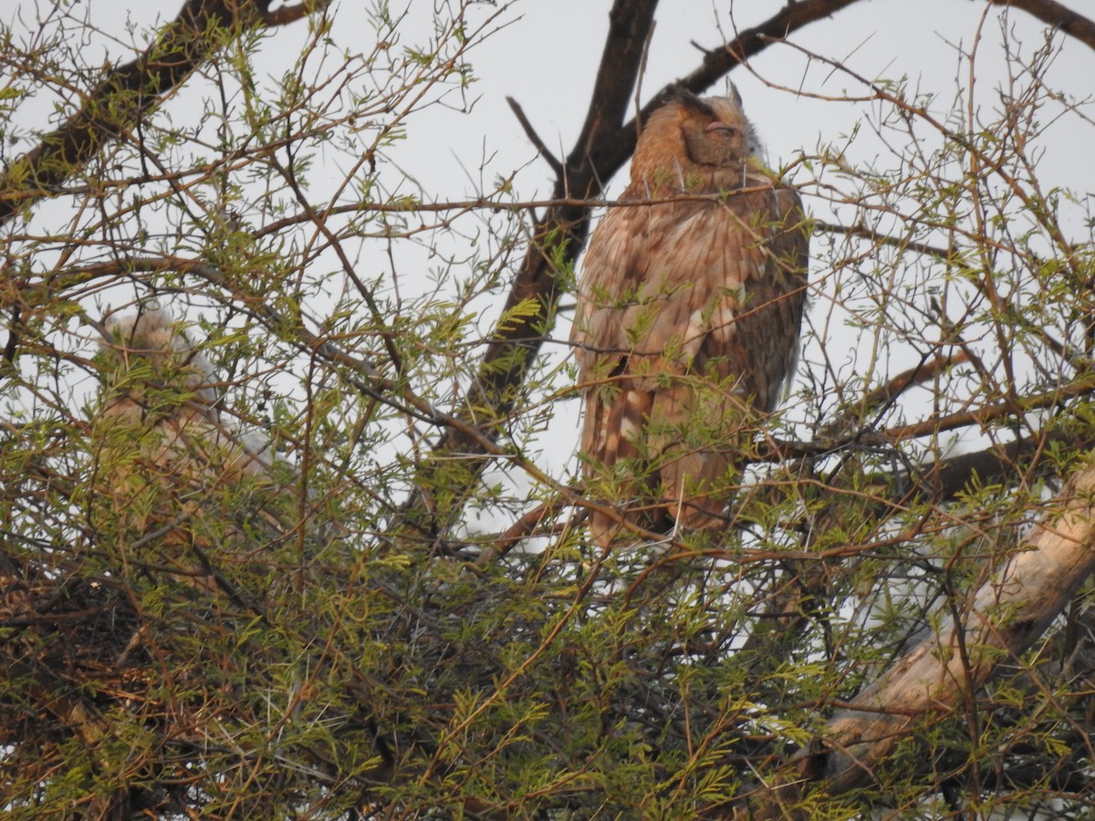 Dusky Eagle-Owl - ML659265754