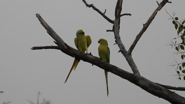 Rose-ringed Parakeet - ML659265805