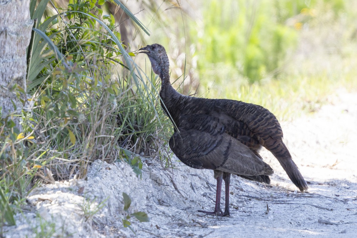 Wild Turkey - ML659265852