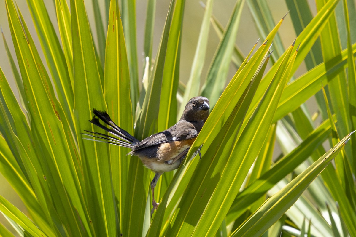 Eastern Towhee - ML659265864