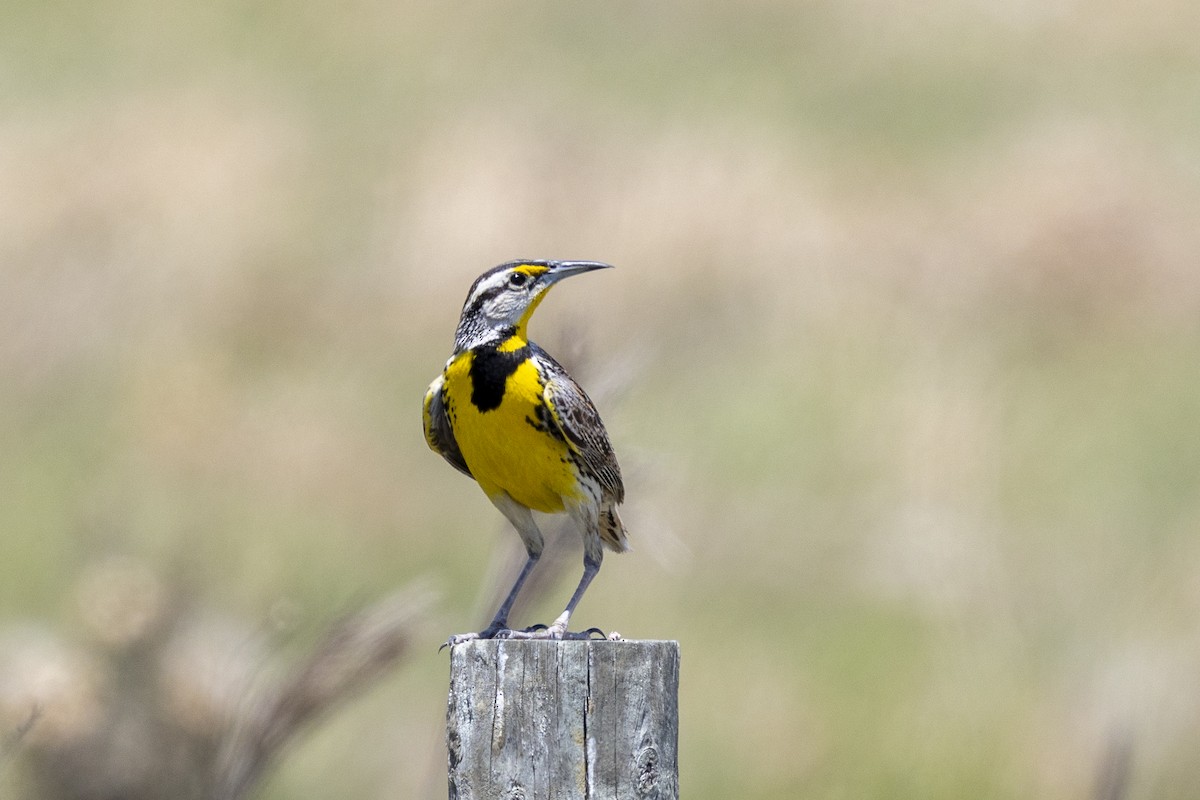 Eastern Meadowlark - ML659265871