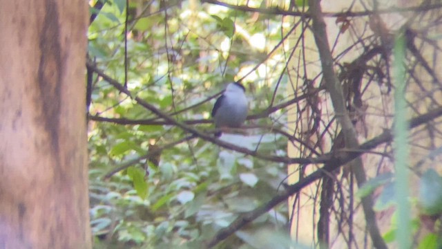 White-bearded Manakin - ML659266247