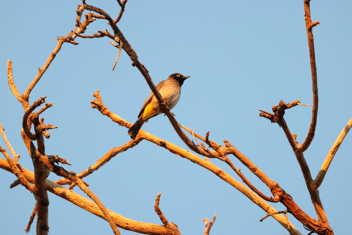 Black-fronted Bulbul - ML659266688