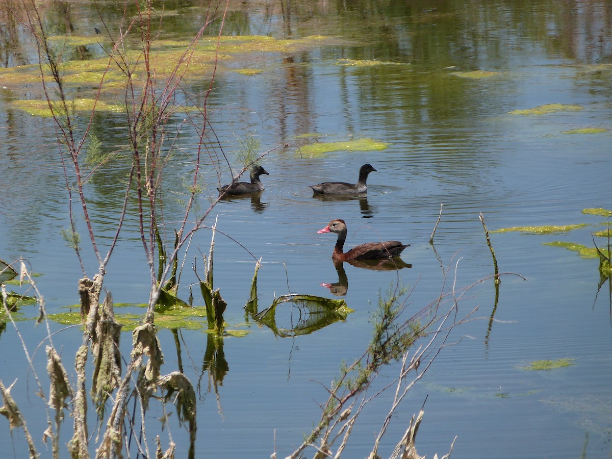 American Coot - ML659266727