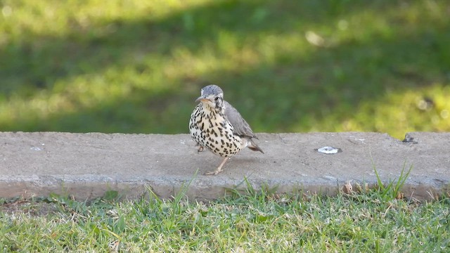 Groundscraper Thrush - ML659266986