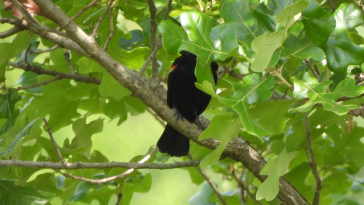 Red-winged Blackbird - ML659267312