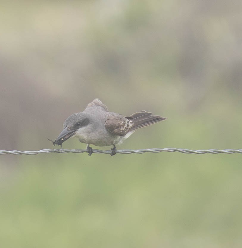 Gray Kingbird - ML659267948