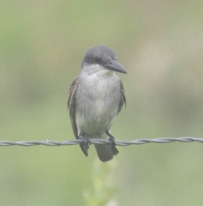 Gray Kingbird - ML659267949