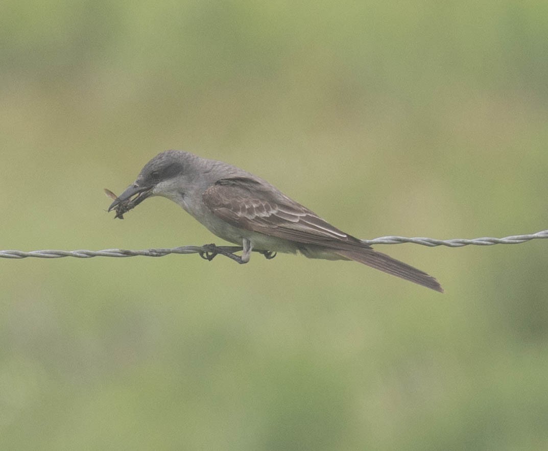 Gray Kingbird - ML659267950