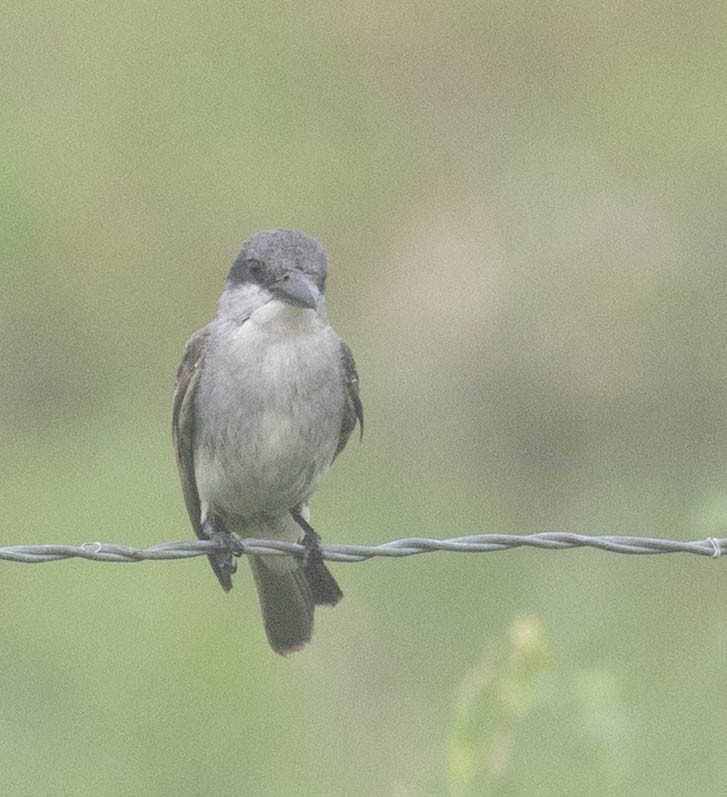 Gray Kingbird - ML659267951