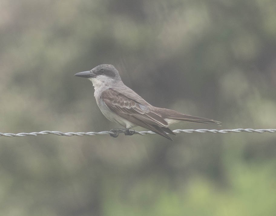 Gray Kingbird - ML659267952