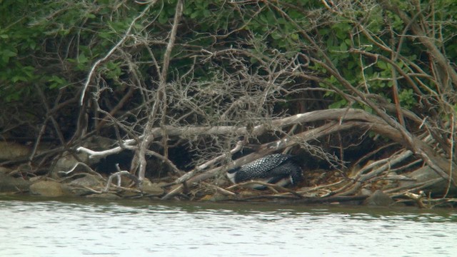 Common Loon - ML659268148