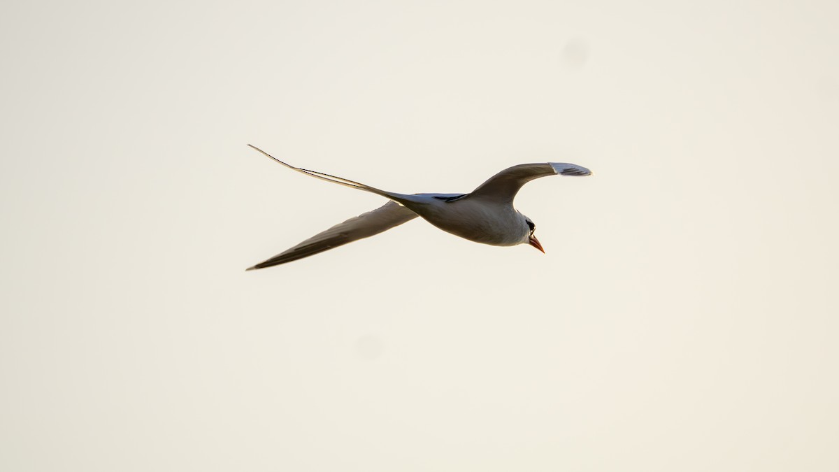 White-tailed Tropicbird - ML659268207