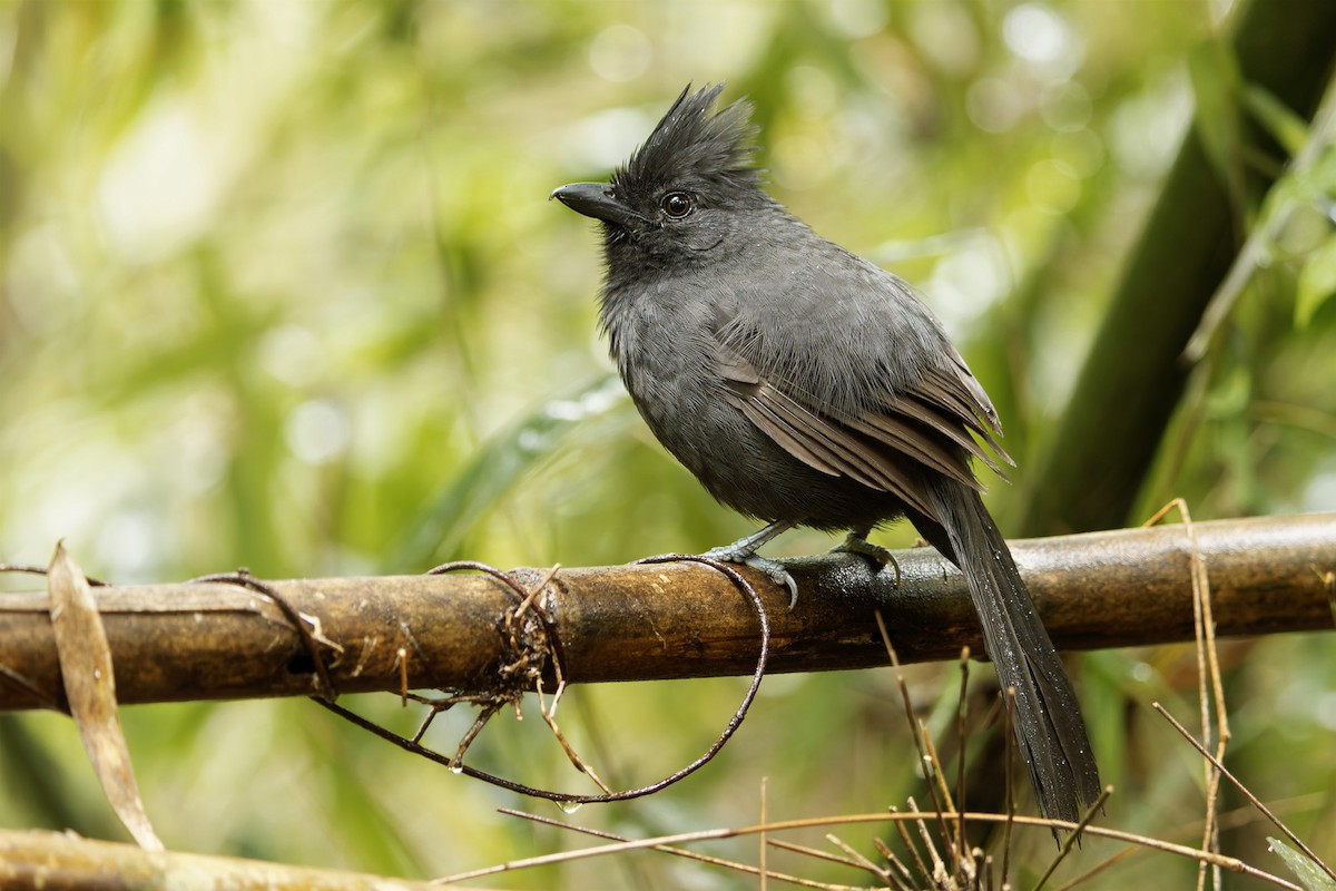 Tufted Antshrike - ML659268511