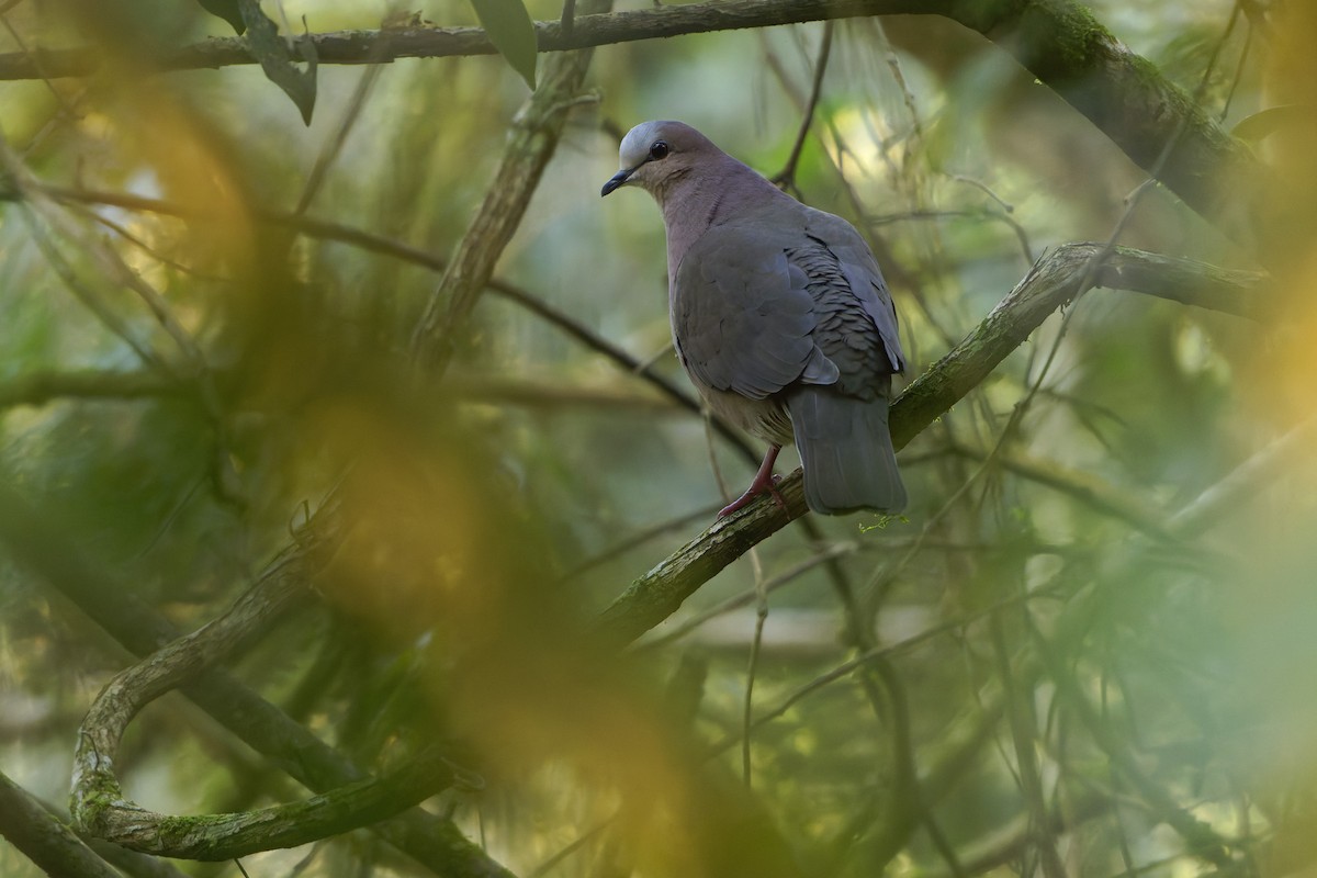 Gray-fronted Dove - ML659268722