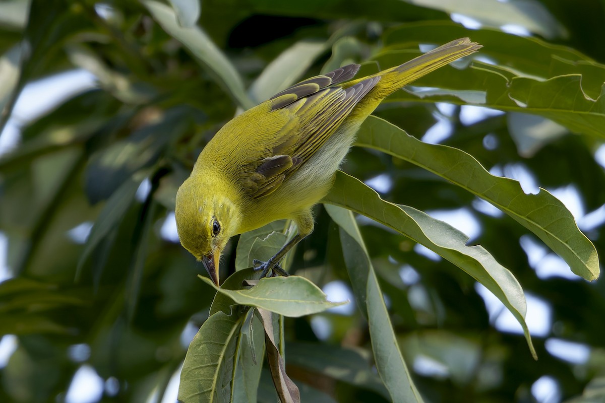 Guira Tanager - ML659268791
