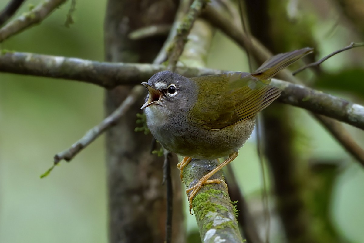 White-browed Warbler - ML659268800