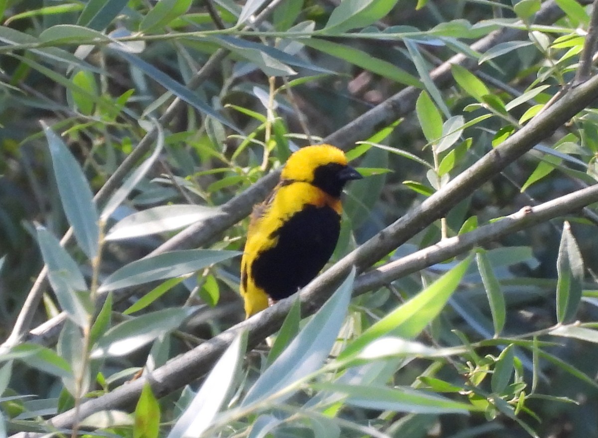 Yellow-crowned Bishop - ML659268907