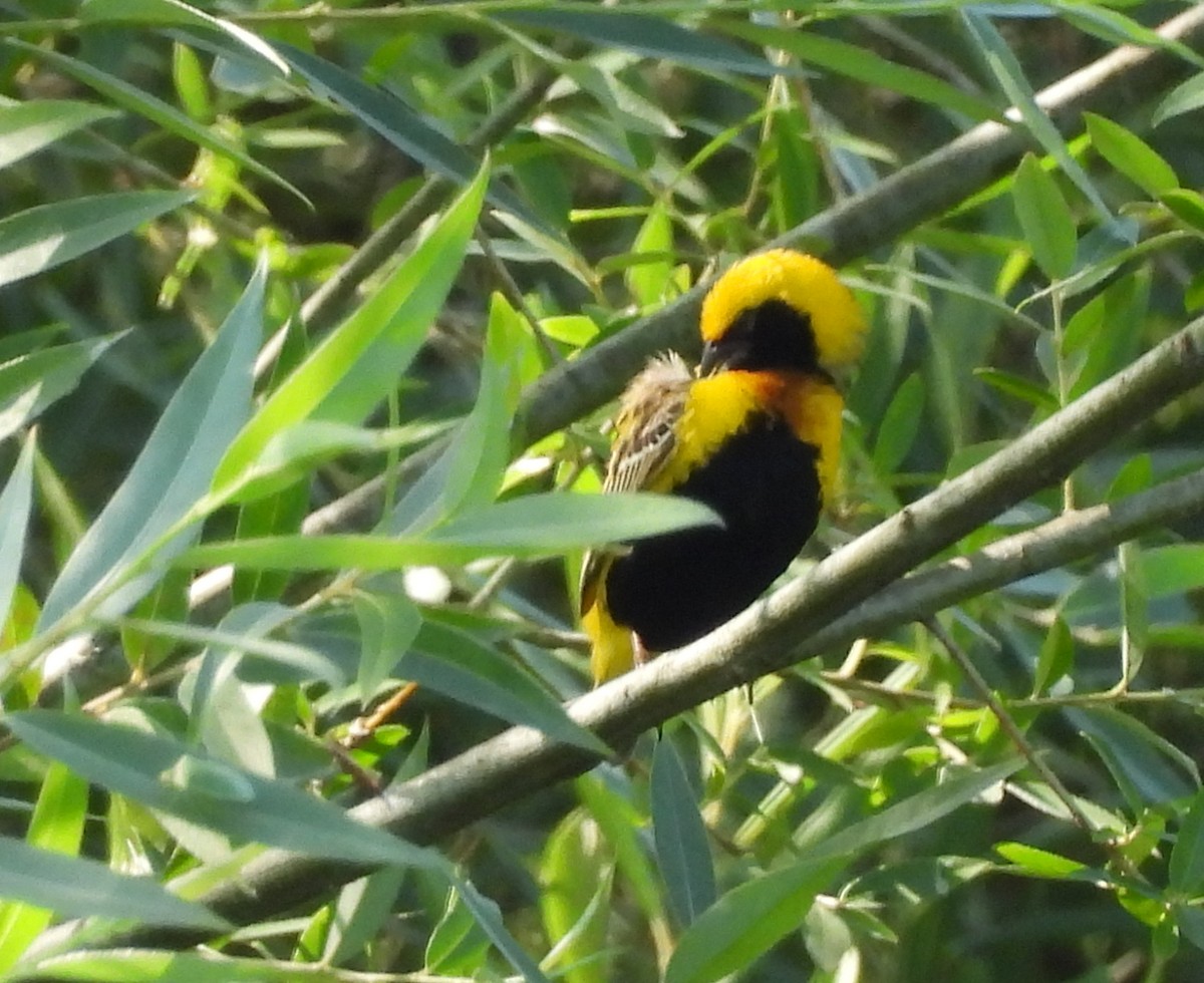 Yellow-crowned Bishop - ML659268908