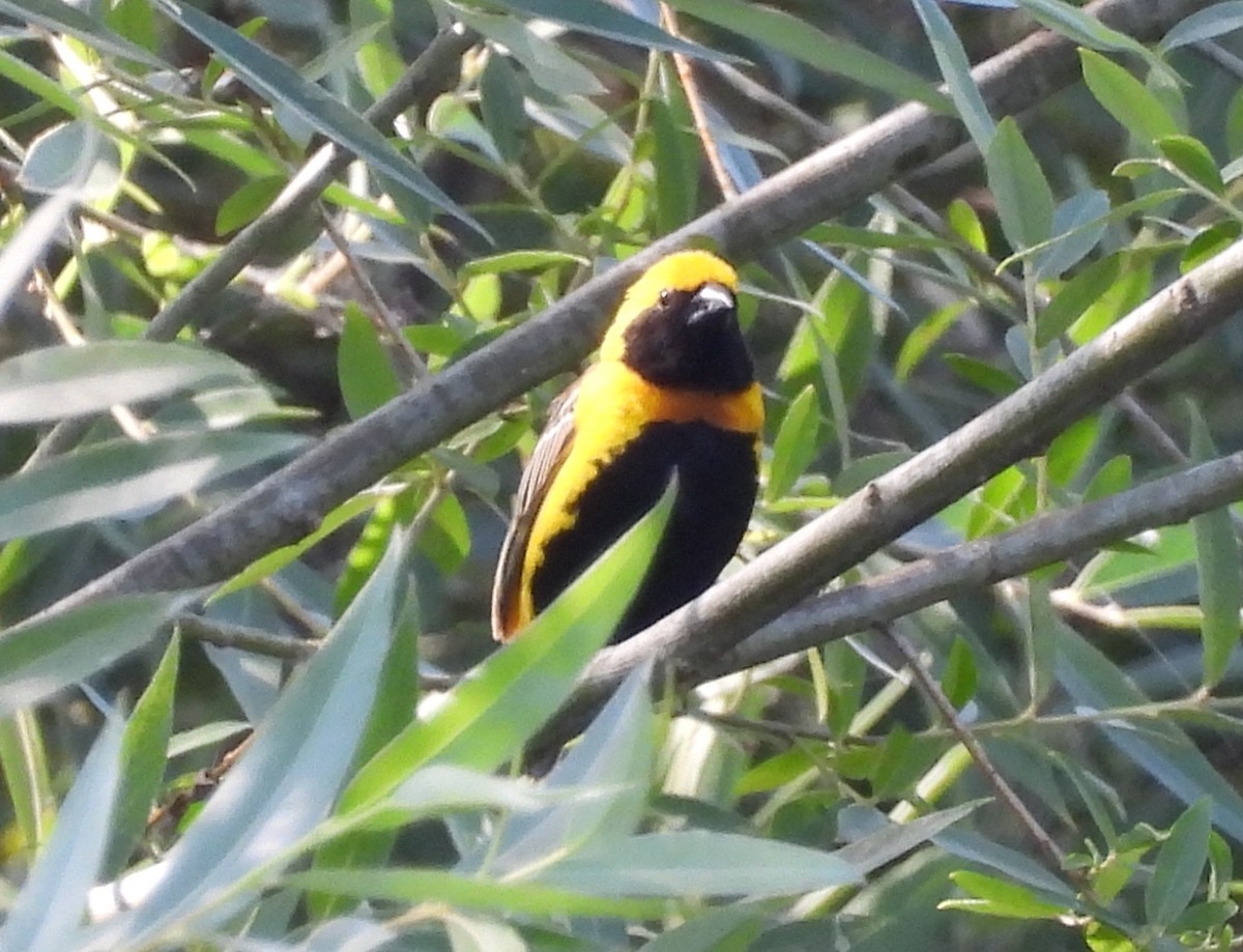 Yellow-crowned Bishop - ML659268909